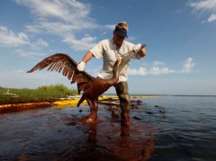 Pelican Oil Spill oil coated pelican