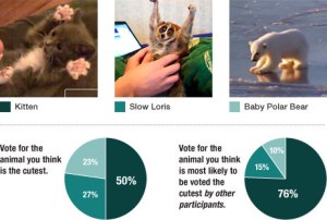 Selection of cute animal images from the experiment