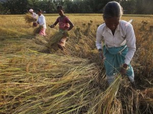 A woman in India harvesting rice