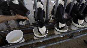 TO GO WITH AFP STORY BY AMMAR KARIM An I