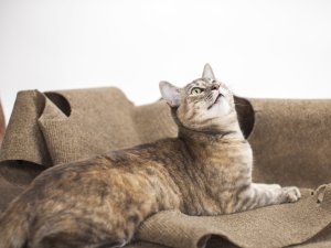 cat-picture-f5c39c93daa03f62c6eda4f68f3106dc0ff6d7cb-s1600-c85.jfif