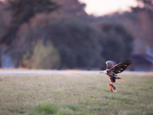 white-oak-pastures-bald-eagles-3-2--8a659fb85864863fa192f7d90300cd9bfecde5b2-s1600-c85.jfif